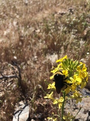 Bombus crotchii