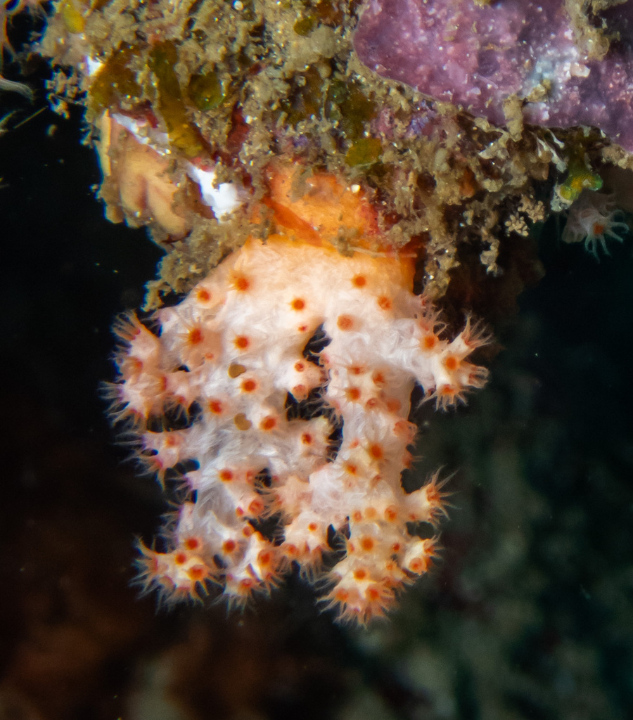 Scleronephthya from Napoleon Reef, Pemuteran, Bali, Indonesia on March ...