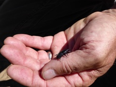 Scyphophorus yuccae
