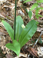 Clintonia umbellulata