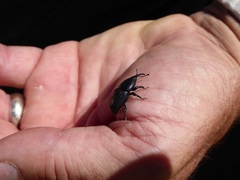 Scyphophorus yuccae