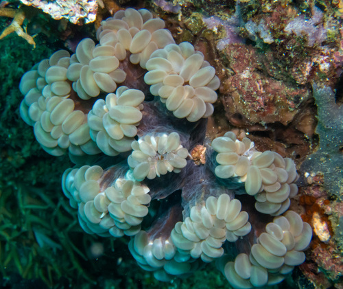 Plerogyra simplex (Plerogyra simplex)