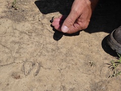 Scyphophorus yuccae