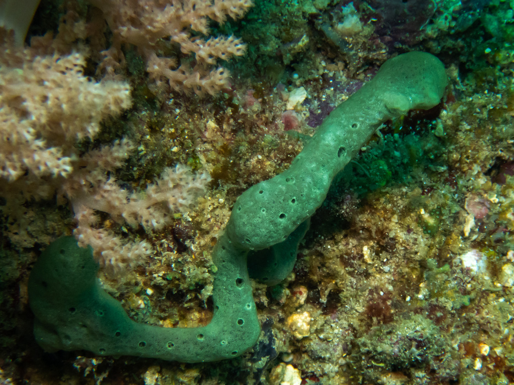 Amphimedon paraviridis