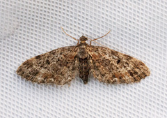 Eupithecia rotundopuncta