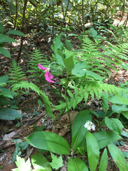 Trillium catesbaei