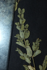 Euphorbia eichleri