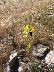 Bombus crotchii