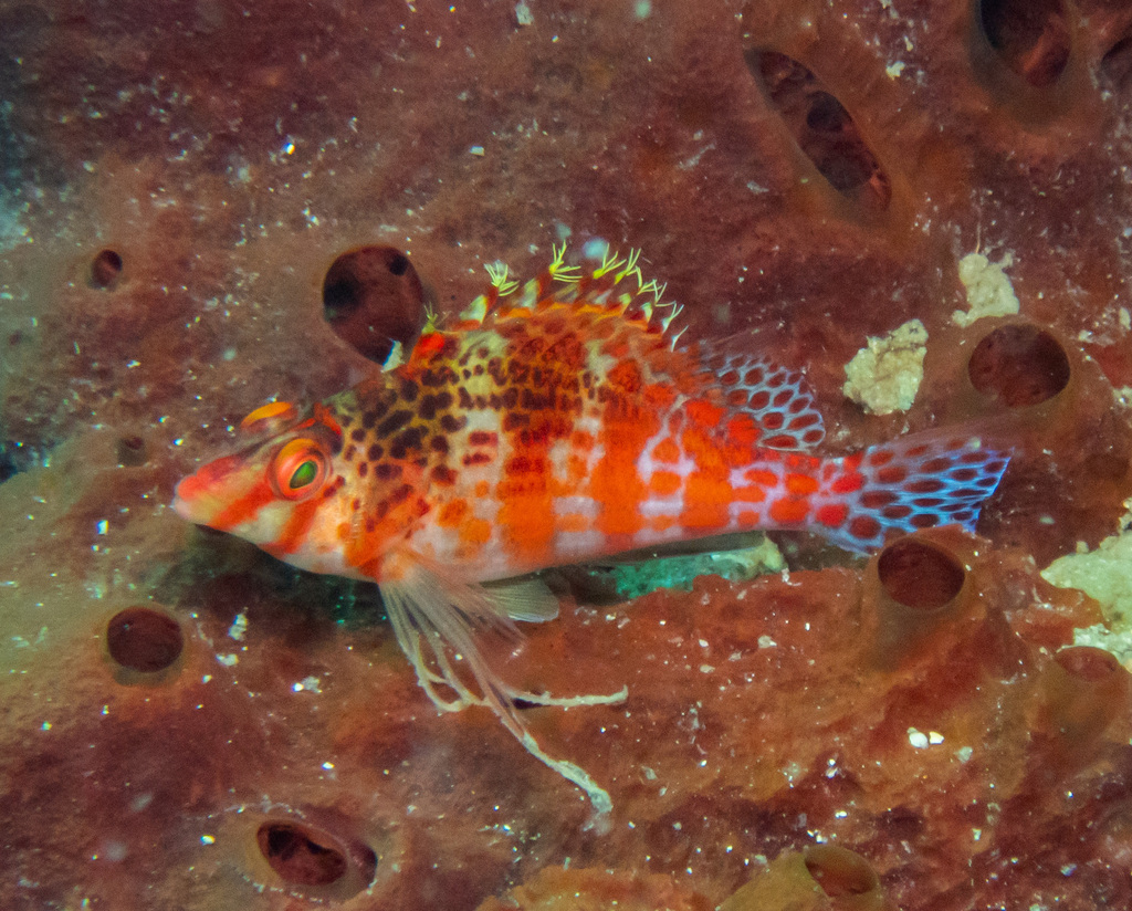 Dwarf hawkfish