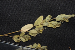 Euphorbia eichleri