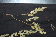 Euphorbia eichleri