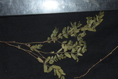 Euphorbia eichleri