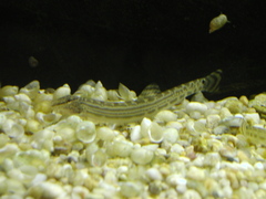 Korean Stripe Spine Loach photo 2