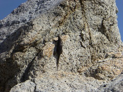 Sceloporus hunsakeri