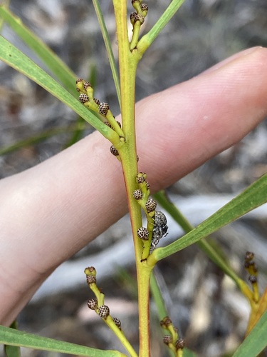 Image of Acacia gladiiformis by (c) Thomas Mesaglio, some rights reserved (CC BY)