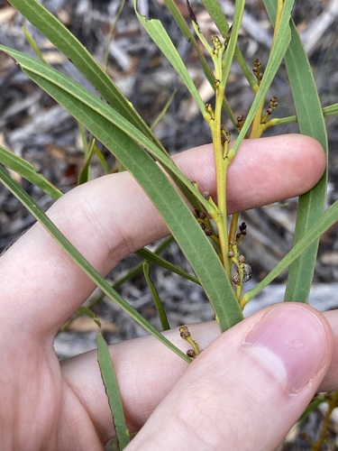 Image of Acacia gladiiformis by (c) Thomas Mesaglio, some rights reserved (CC BY)