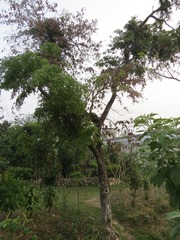 Pterocarpus