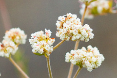 Eriogonum fasciculatum fasciculatum