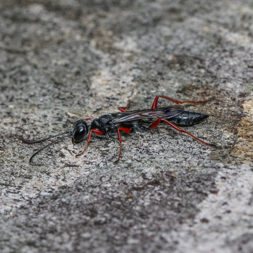 Podium rufipes photo 4