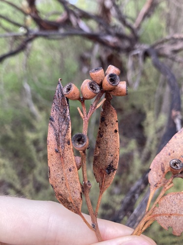 Image of Dumosa Mallee (Eucalyptus dumosa) by (c) Thomas Mesaglio, some rights reserved (CC BY)