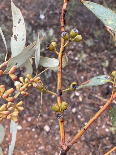 Image of Dumosa Mallee (Eucalyptus dumosa) by (c) Thomas Mesaglio, some rights reserved (CC BY)
