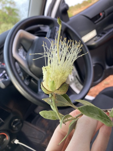 Capparis mitchellii (Capparis mitchellii)