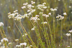 Eriogonum fasciculatum fasciculatum