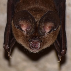 Hipposideros ater