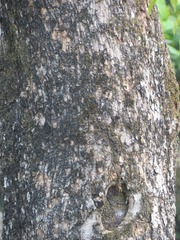 Pterocarpus