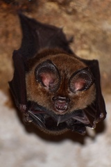 Hipposideros ater