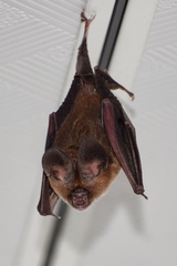 Hipposideros ater