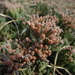 Creeping Juniper - Photo (c) Annette Le Faive, some rights reserved (CC BY-NC), uploaded by Annette Le Faive