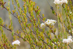 Eriogonum fasciculatum fasciculatum