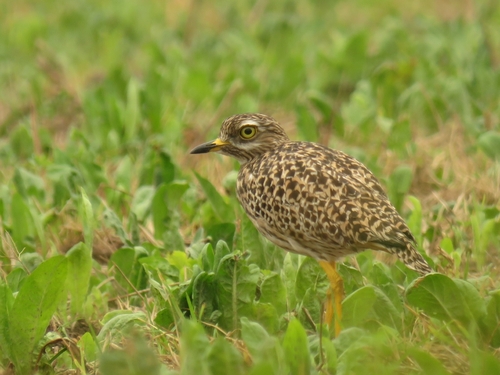 Kaptriel (Burhinus capensis)
