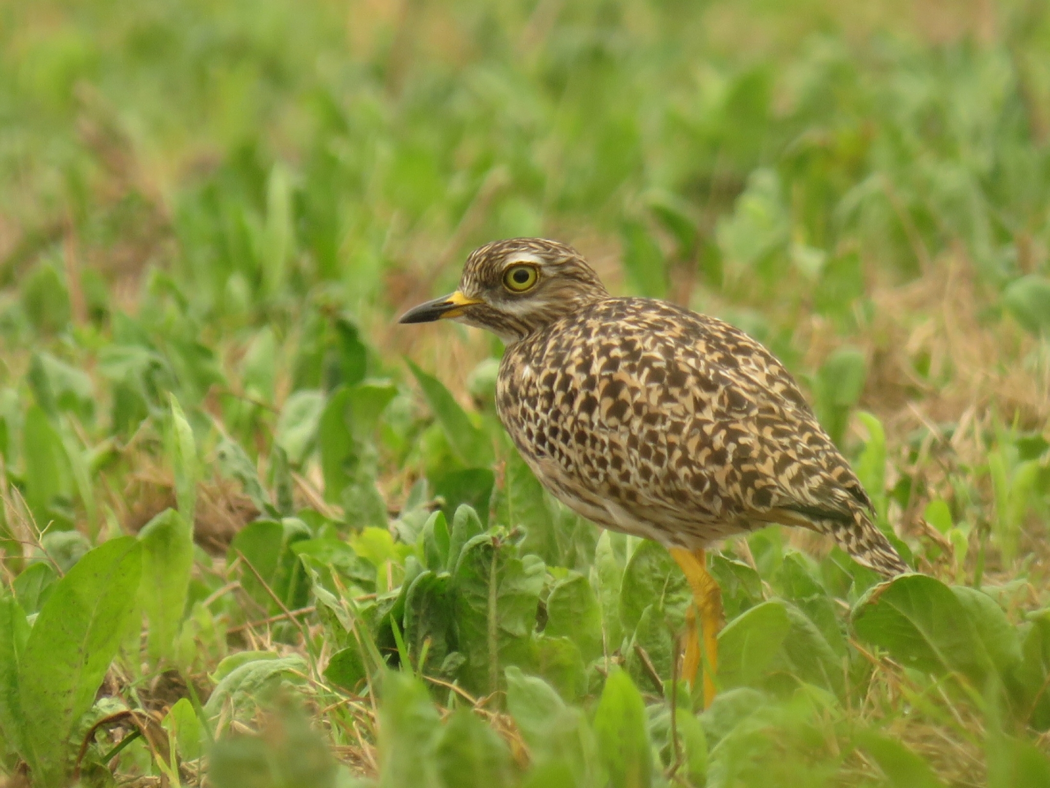 Spotted Thick-knee illustration