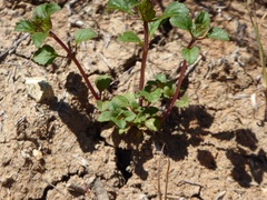 Acanthomintha ilicifolia
