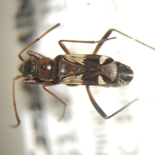 Slaterobius insignis