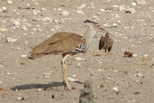 Kori Bustard (Ardeotis kori), photo 9