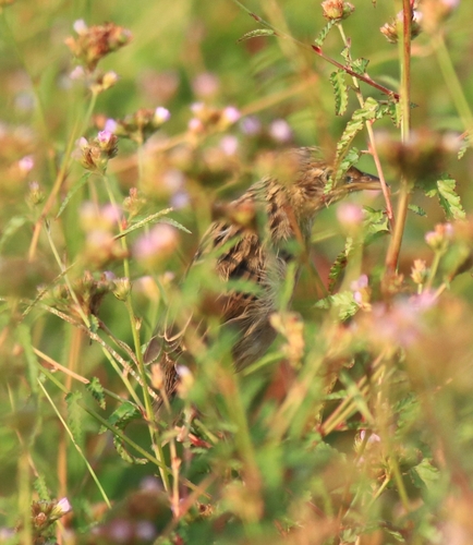 Bristled Grassbird (Schoenicola striatus), photo 1