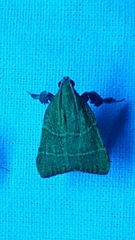 Parachma ochracealis