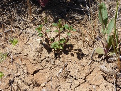 Acanthomintha ilicifolia