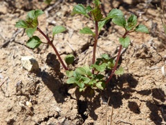 Acanthomintha ilicifolia