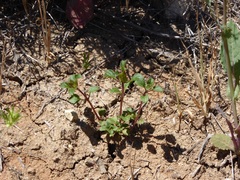 Acanthomintha ilicifolia