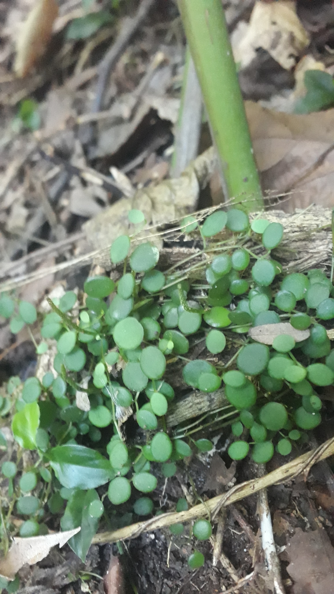Imagem de Peperomia Hope