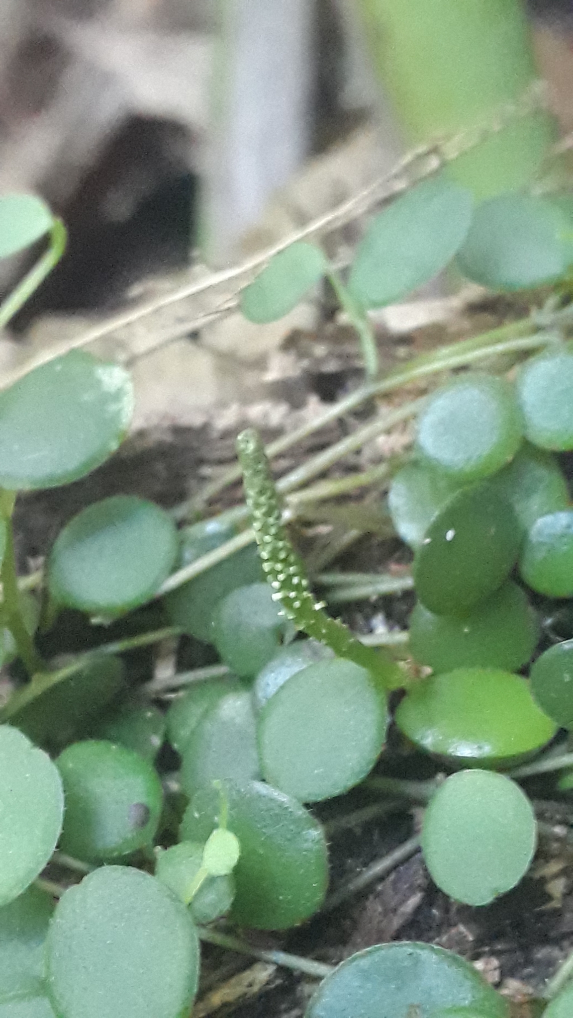 Imagem de Peperomia Hope