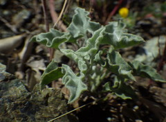 Calystegia collina venusta