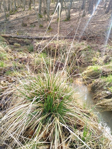 Hair Grass* foliage