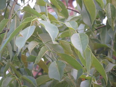 Pterocarpus