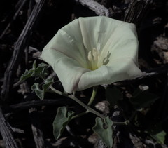 Calystegia collina venusta