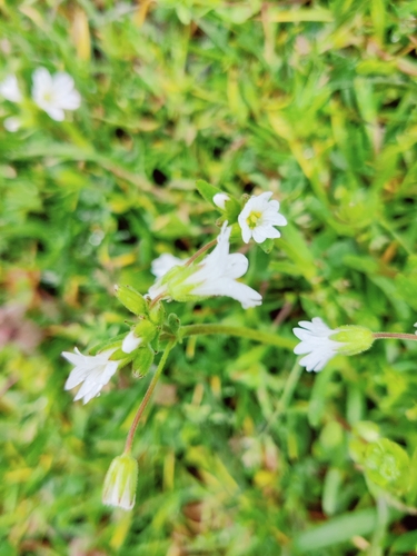Image of Doubtful Mouse-Ear Chickweed (Dichodon viscidus) by (c) Ульяна Лалак, some rights reserved (CC BY)